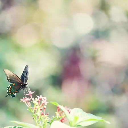 Appartamento Luxury Attic The Butterfly Courmayeur